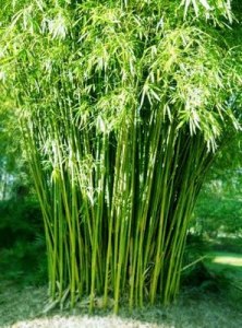 bamboo